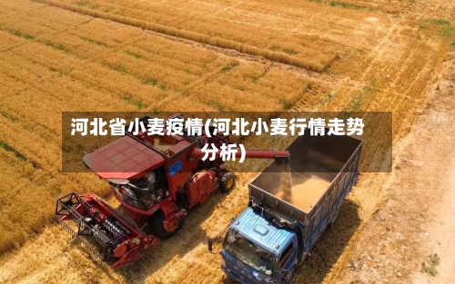 河北省小麦疫情(河北小麦行情走势分析)-第2张图片